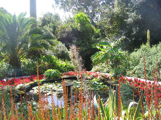 Gärten in Cornwall: Abbey Gardens auf der Insel Tresco