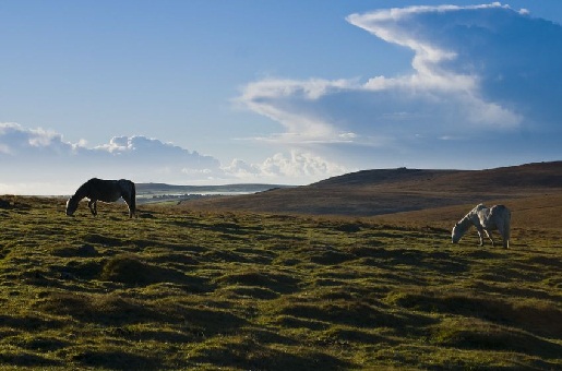 Pferde auf Dartmoor