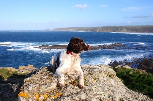 Cornwall mit hund