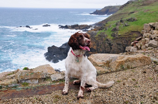 cornwall mit hund