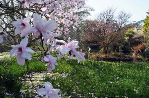 Trewidden Garten Cornwall