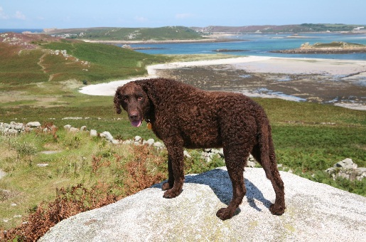 Urlaub mit Hund in Cornwall