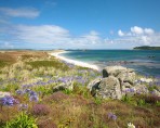 Agapanthus-on-Tresco1 