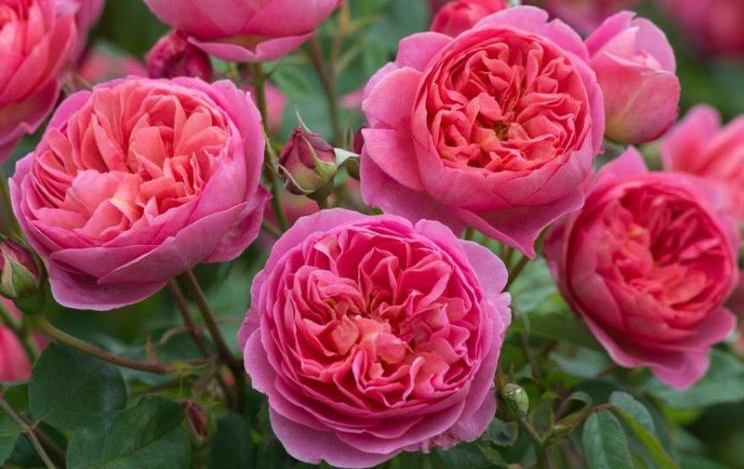 Die wunderschönsten englischen Rosen Boscobel 