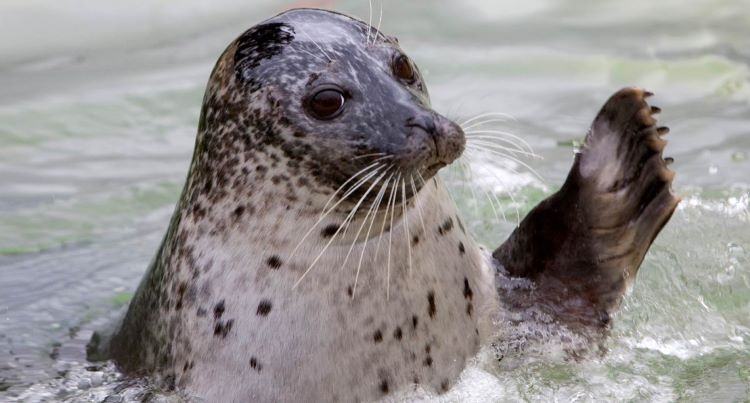 cornish-seal-sanctuary