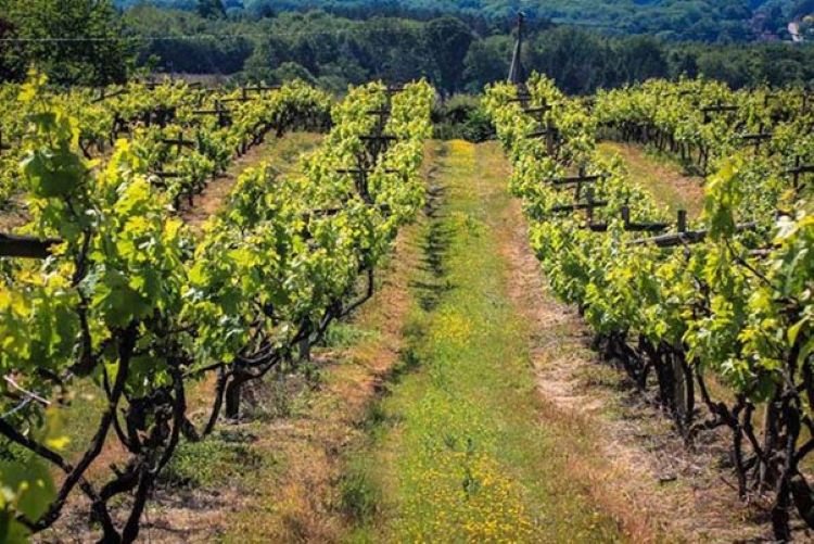 Blick auf die Weinreben bei Carr Taylor Vineyards in Sussex