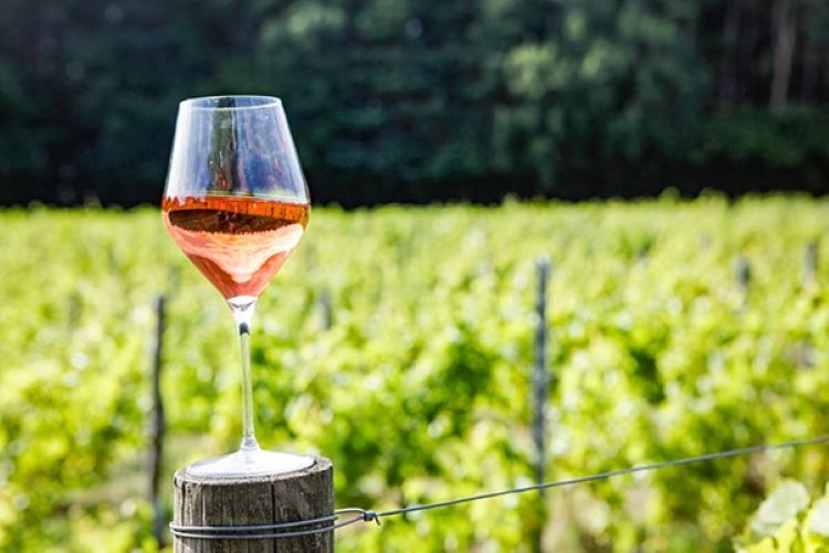 Ein Glas Rose im Weinberg von Seddlescombe Organic Vineyard