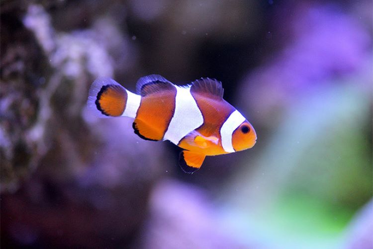 clown-fish-blue-reef-aquarium-newquay